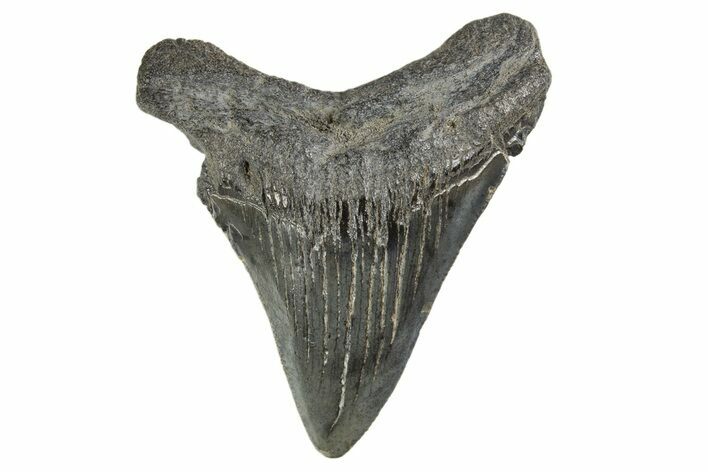 Serrated, Juvenile Megalodon Tooth - South Carolina #312111